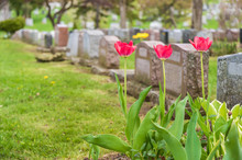 Headstones In A Cemetary With Three Red Tulips