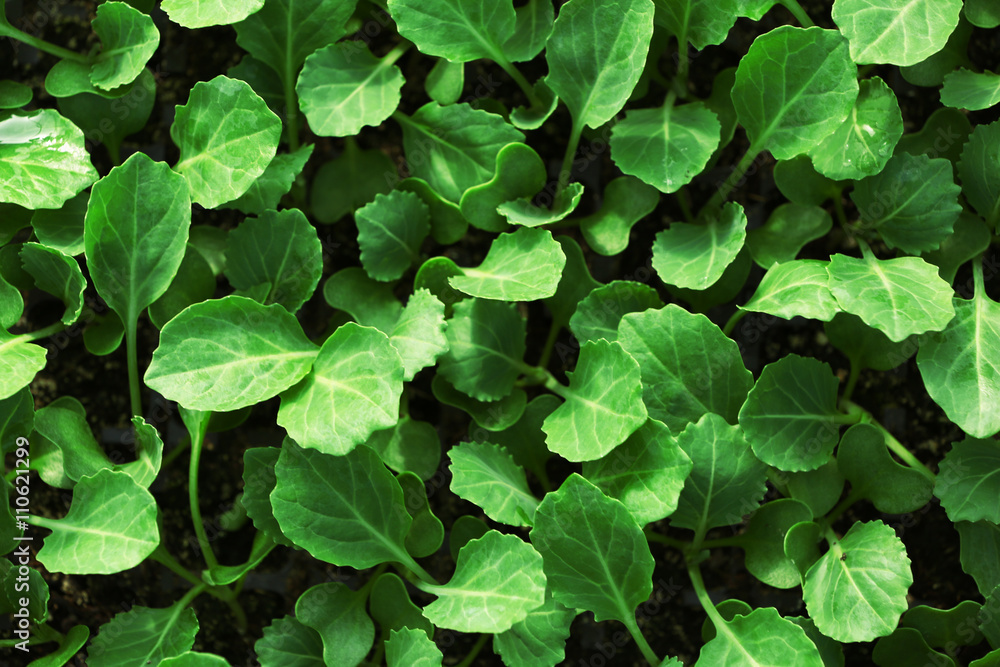 Young cabbage seedlings growing