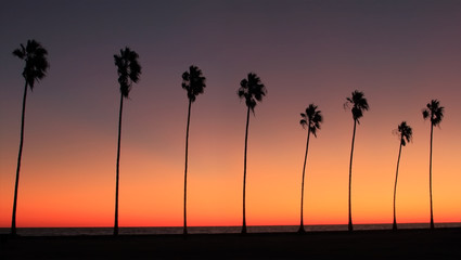 Poster - Row Of Palm Tress - Silhouette of a row of palm trees at sunset at the beach 