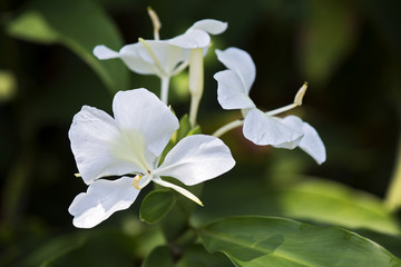 Wall Mural - White ginger lily, famous for its perfume