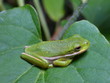 Small green frog on the green leaf.
