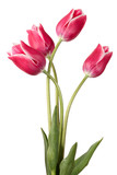 Fototapeta Tulipany - Flower