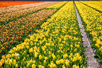 Tulips in Holland