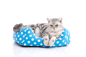 Poster - Cute American Shorthair kitten lying in cat bed