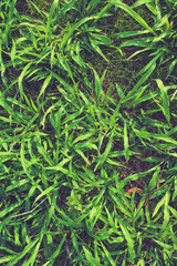 Wall Mural - grass background