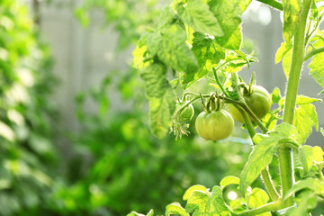 Canvas Print - Green tomatoes growing on branches