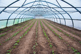 Fototapeta Mosty linowy / wiszący - Young plants in greenhouse