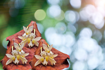 Indian cork flower