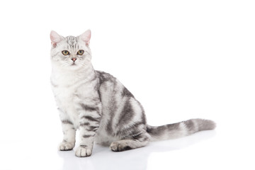 Wall Mural - Cute  British Shorthair kitten sitting