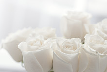 White Roses Close-up