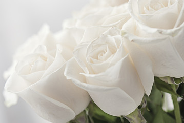 white roses close-up