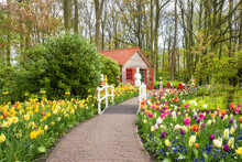 Beautiful Spring Flowers In Keukenhof Park In Netherlands