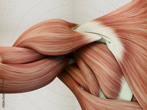 Fotografía Human anatomy muscle shoulder. 3D illustration.