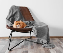 Cute Ginger Cat On Chair