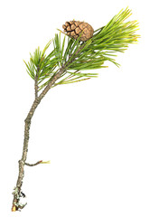 Wall Mural - Fir, Pinus sylvestris twig with cone isolated on white background