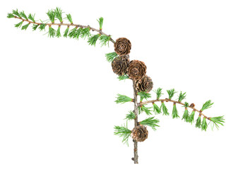 Wall Mural - European larch twig, Larix decidua with cones isolated on white background