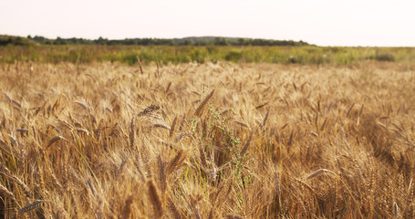 ears of wheat at warm summer sunset light, 4k photo