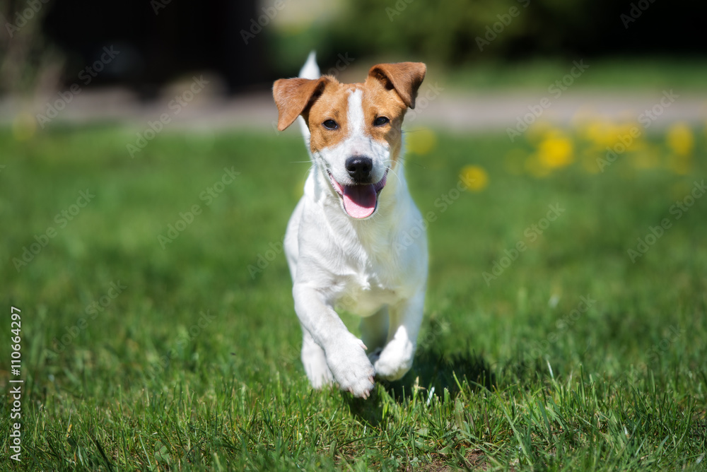 happy jack russell terrier dog running outdoors in summer - obrazy, fototapety, plakaty 