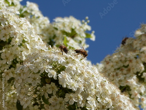 Arbre Daubépines Fleurs Blanches Daubépine Buy This