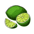 Vector hand drawn lime fruit with sliced peaces.
