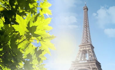  Eiffel Tower and green tree in the morning