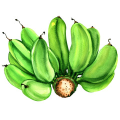 Natural bunch of green raw cultivated bananas isolated, watercolor illustration