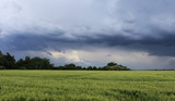 Fototapeta Tęcza - Field   in anticipation of rain