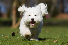 Coton De Tulear Dog Running Outdoors In Nature