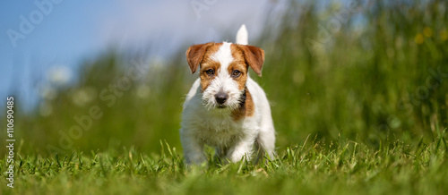 Foto-Tischdecke - Jack Russel Terrier (von Mikkel Bigandt)