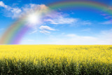 Fototapeta Krajobraz - Yellow Field Against Rainbow Sky And Sun Burst