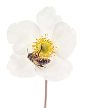 Bee On A White Flower.