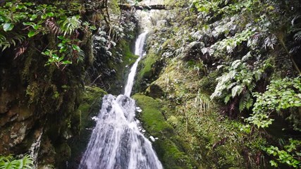 Wall Mural - Waterfall in tropical rainforest, New Zealand
