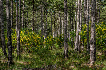  forêt des Hautes Alpes - France