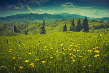 Wall Mural - Many yellow flowers in a fresh grass. Vintage colors