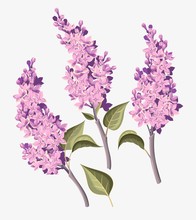 Set Of Lilac