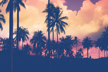 Eautiful Silhouette Palm Tree Sunset Time