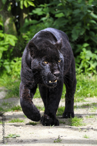Fotomural Jaguar negro - caminando hacia espectador
