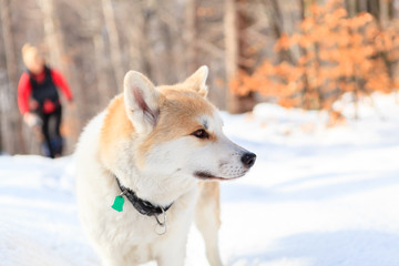 Wall Mural - Woman hiking in winter forest with akita dog.