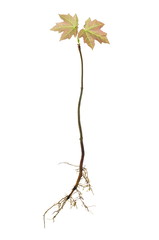 small acer with roots