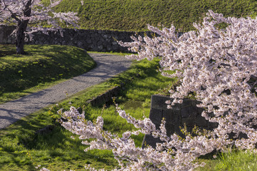 五稜郭公園内の桜の花