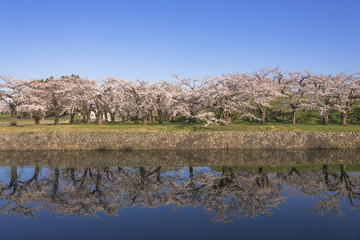 五稜郭公園内の桜の花