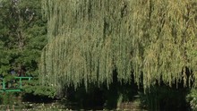 Tilt From Willow Tree To The Japanese Water Garden And Bridge In Monet’s Garden, Giverny, France