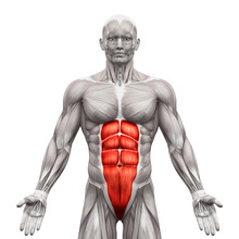 Rectus Abdominis - Abdominal Muscles - Anatomy Muscles Isolated