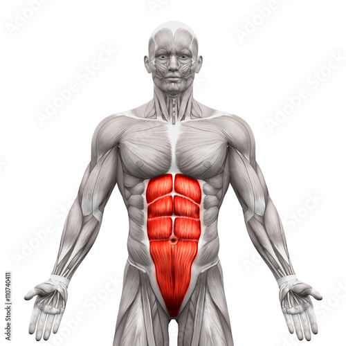 фотографія  Rectus Abdominis - Abdominal Muscles - Anatomy Muscles isolated