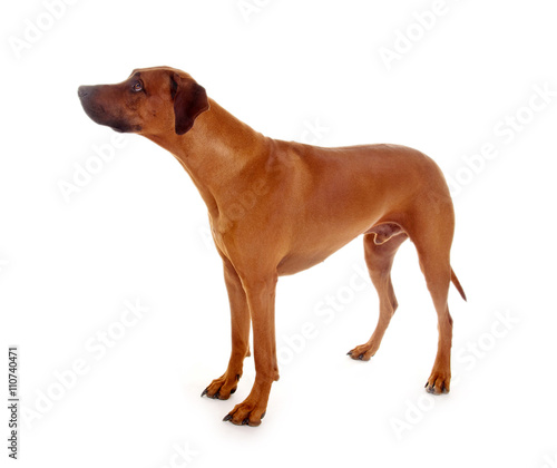 Rhodesian Ridgeback Hund , stehend, seitlich kaufen Sie dieses Foto