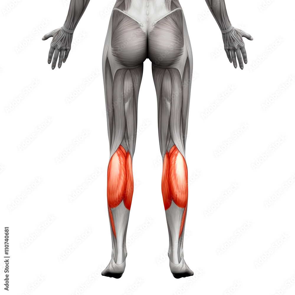 Calf Muscle - Gastrocnemius, Plantar Anatomy Muscle Stock Photo | Adobe ...