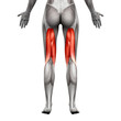 Hamstrings Muscles - Anatomy Muscle isolated on white