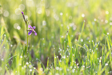 Purple Wild Flower (Chorispora Tenella) And Little Spider In Grass With Droplets Of Dew In The Morning Sun For  Create A Charming Picture.soft Focus, Shallow DOF.