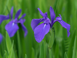 青紫のカキツバタ