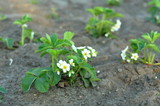 Fototapeta Na ścianę - Kwitnące sadzonki młodych truskawek